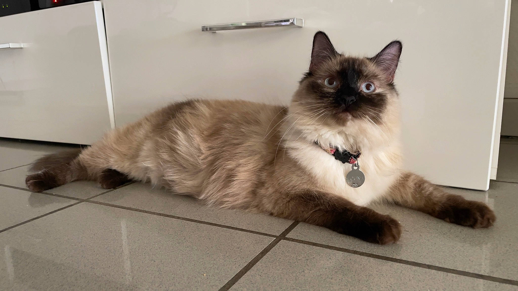Louna a rejoint le concours — aidez-le/la à gagner de superbes lots ! birman, carnivore, cat, claw, comfort, domestic_short_haired_cat, fawn, felidae, flooring, foot, fur, grey, iris, paw, siamese, small_to_medium_sized_cats, snout, tail, thai, whiskers