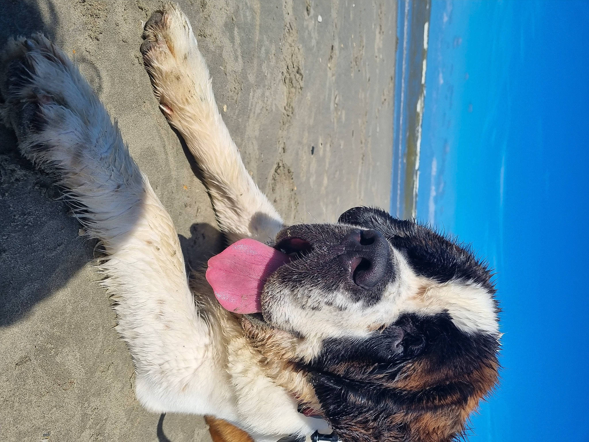 Soccoa participe au concours pour gagner de l'argent avec cette photo : azure, canidae, carnivore, cat, dog_breed, eye, fashion_accessory, fawn, felidae, foot, fur, paw, small_to_medium_sized_cats, snout, sporting_group, tail, tree, whiskers, window, wool