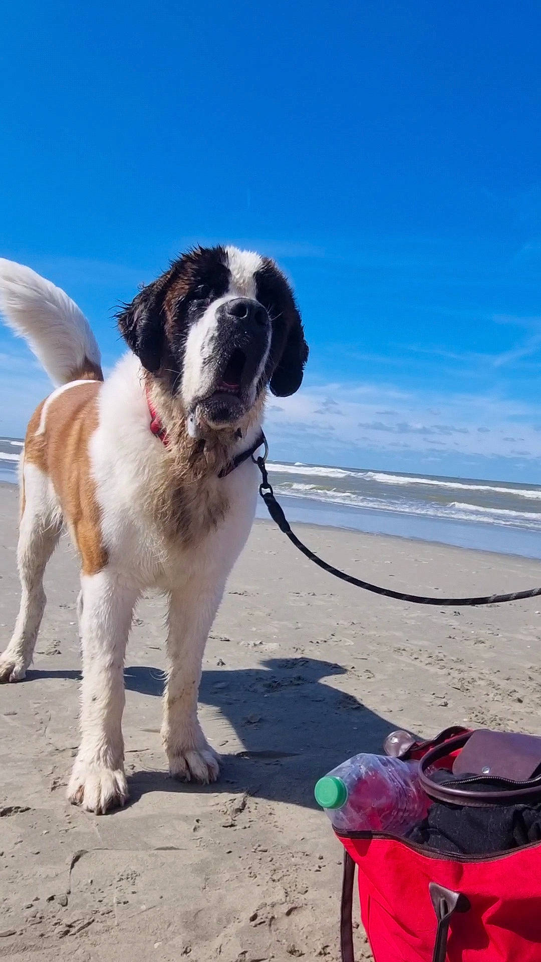 Soccoa a rejoint le concours — aidez-le/la à gagner de superbes lots ! backpack, bag, beach, carnivore, cloud, collar, companion_dog, dog, dog_breed, dog_collar, luggage_and_bags, ocean, recreation, sand, sky, sporting_group, tail, travel, water, wind_wave