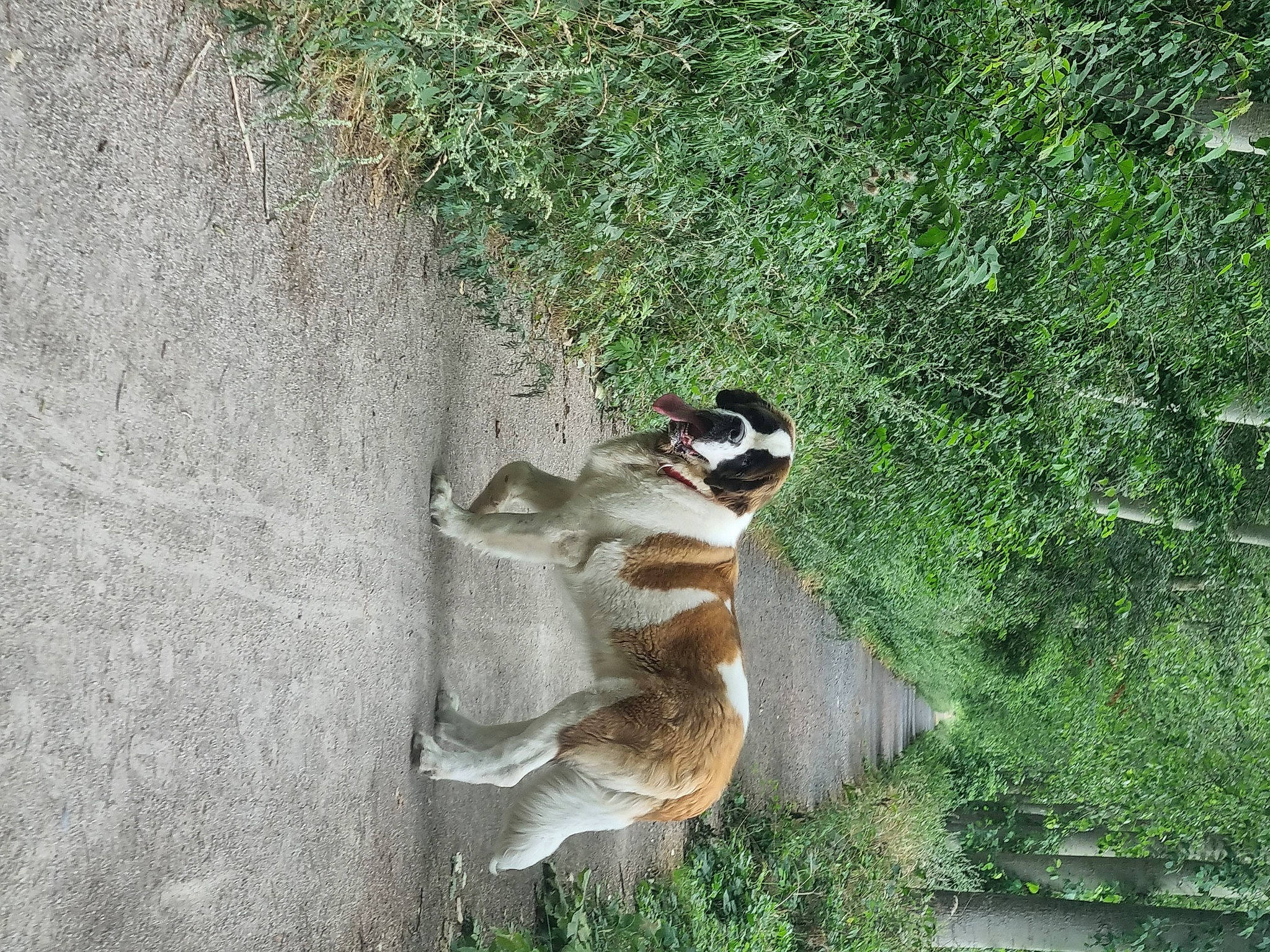 Soccoa a rejoint le concours — aidez-le/la à gagner de superbes lots ! _geese_and_swans, beak, bird, canidae, carnivore, duck, ducks, fawn, grass, groundcover, landscape, organ_mountains_chipmunk, plant, sporting_group, tail, terrestrial_animal, tree, water_bird, waterfowl, wildlife