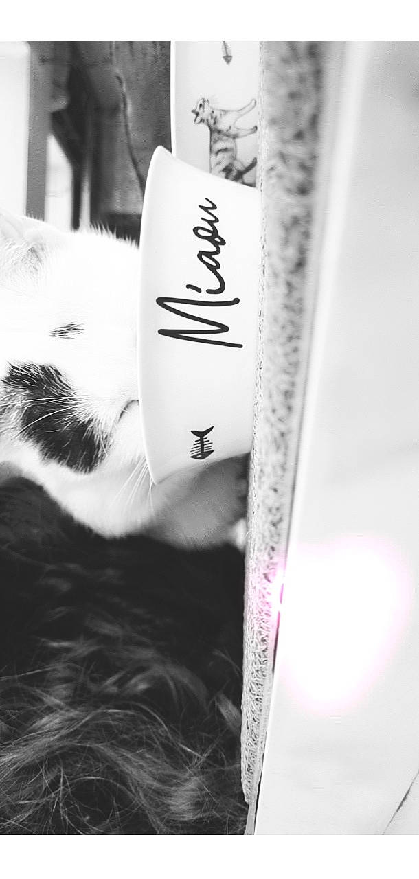 Poupie participe au concours pour gagner de l'argent avec cette photo : black_and_white, carnivore, cat, eyelash, felidae, font, fur, gesture, handwriting, human_leg, ink, monochrome, monochrome_photography, nail, publication, small_to_medium_sized_cats, style, tree, whiskers, writing