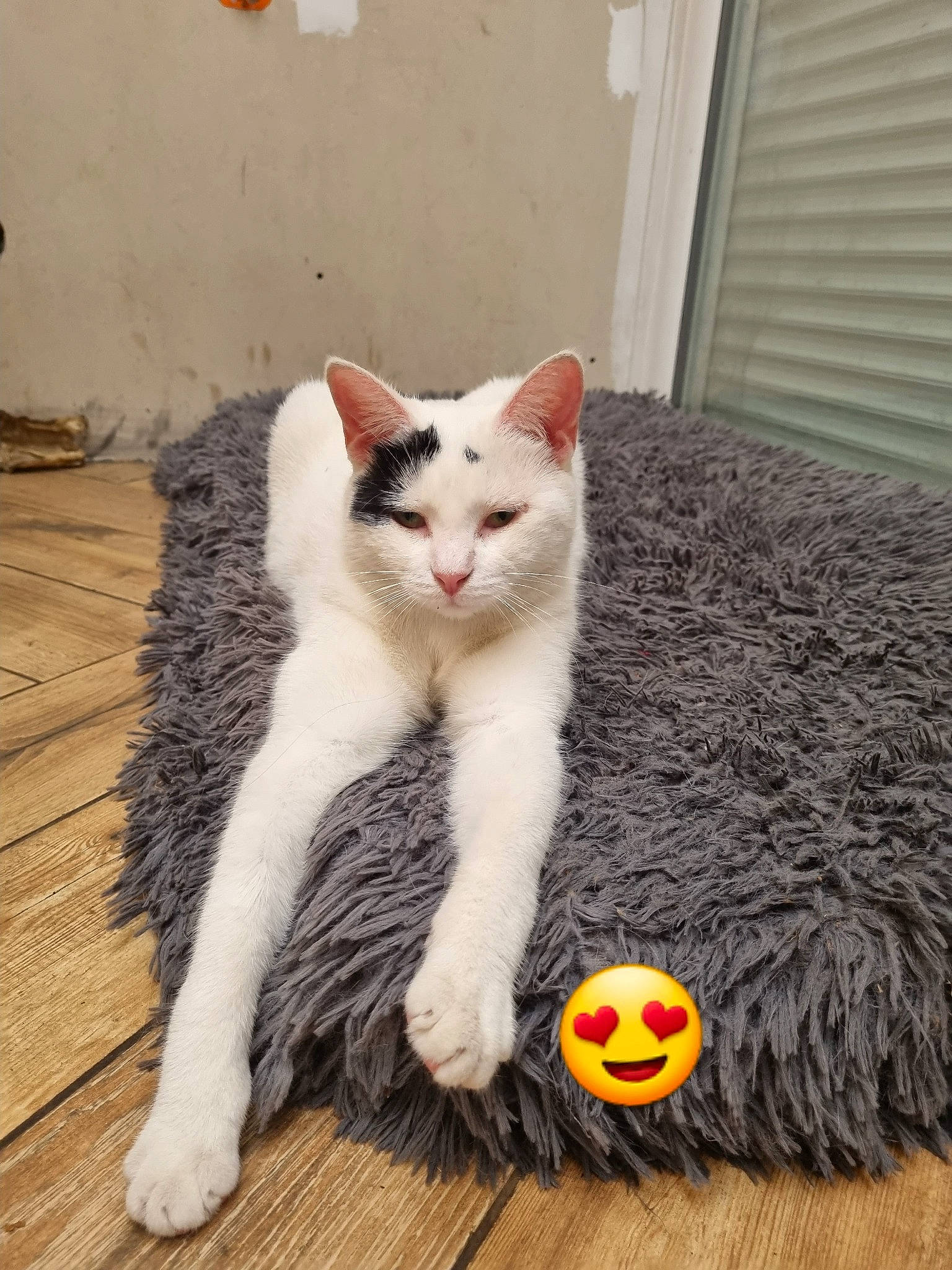 Poupie a rejoint le concours — aidez-le/la à gagner de superbes lots ! ball, carnivore, cat, domestic_short_haired_cat, fawn, felidae, flooring, foot, fur, hardwood, paw, sitting, small_to_medium_sized_cats, snout, sports_equipment, tail, toy, whiskers, wood, wood_flooring