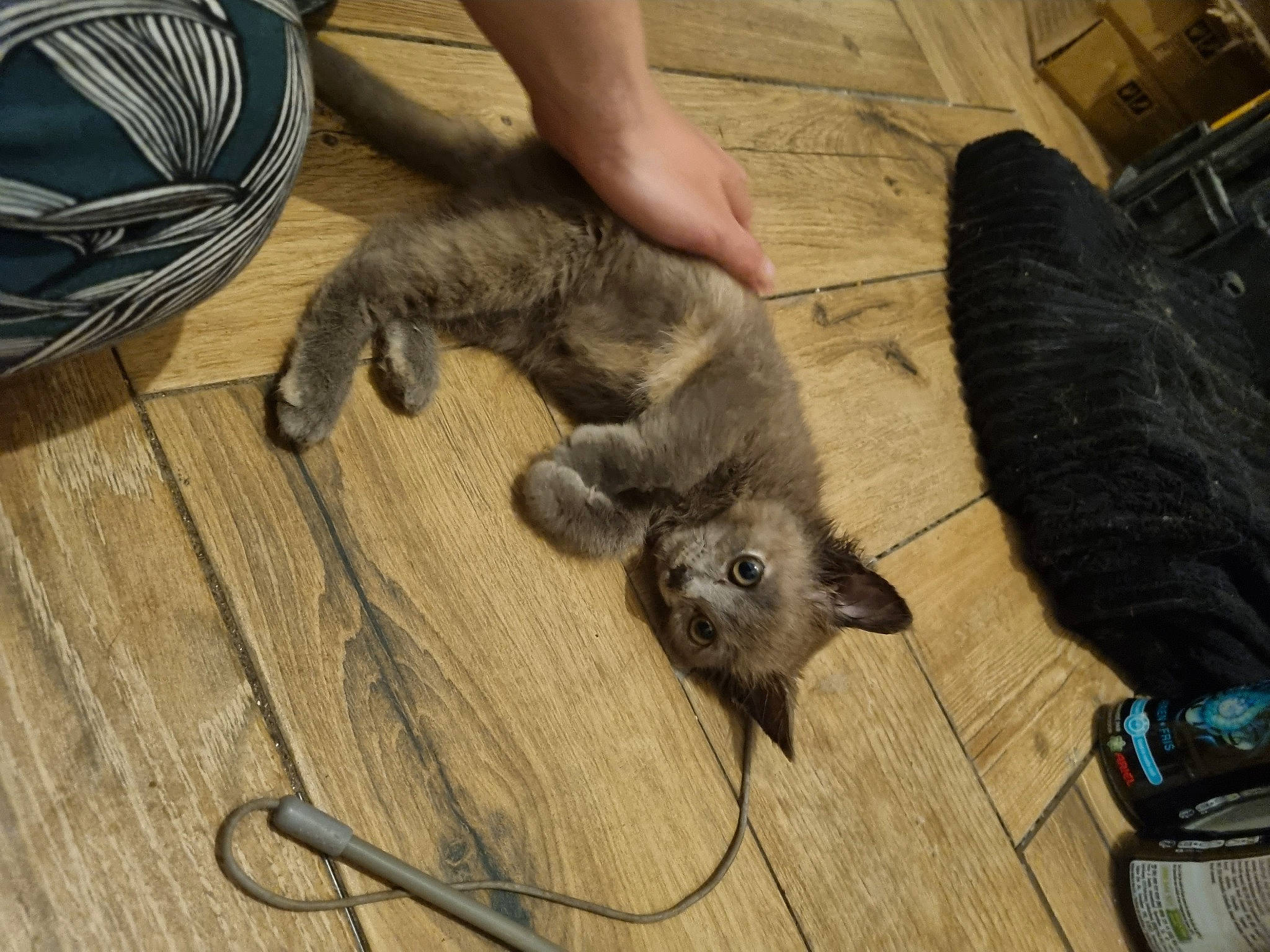 Ticha a rejoint le concours — aidez-le/la à gagner de superbes lots ! carnivore, cat, claw, comfort, dog_breed, domestic_short_haired_cat, fawn, felidae, flooring, fur, grey, hardwood, mustelidae, paw, small_to_medium_sized_cats, tail, terrestrial_animal, whiskers, wood, wood_flooring