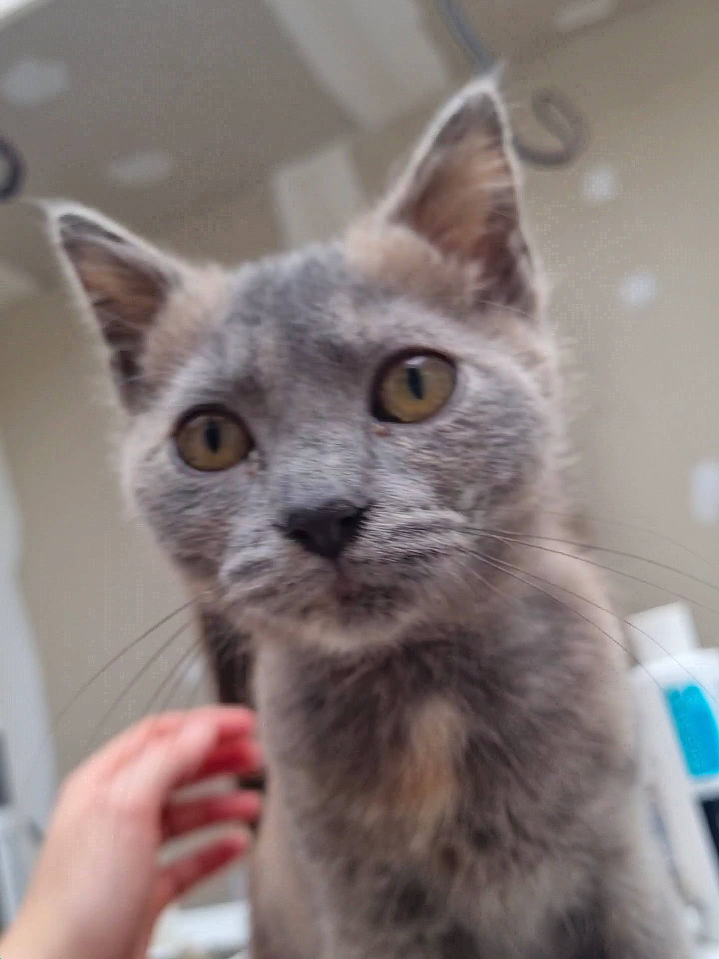 Ticha a rejoint le concours — aidez-le/la à gagner de superbes lots ! box, carnivore, cat, cat_supply, domestic_short_haired_cat, ear, fawn, felidae, fur, russian_blue, small_to_medium_sized_cats, snout, whiskers, window