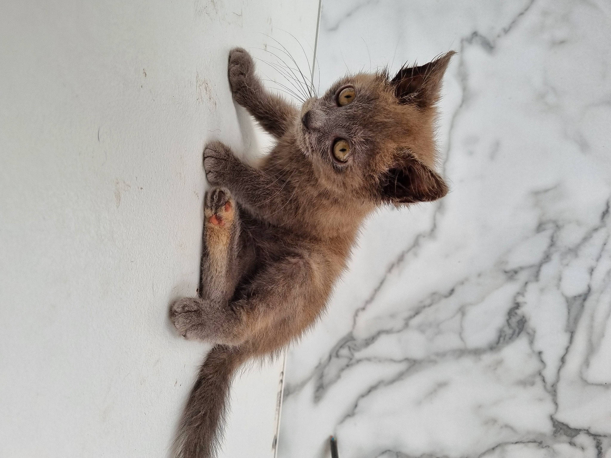 Ticha a rejoint le concours — aidez-le/la à gagner de superbes lots ! carnivore, claw, fawn, felidae, freezing, fur, plant, small_to_medium_sized_cats, snout, snow, tail, terrestrial_animal, tree, trunk, twig, whiskers, winter