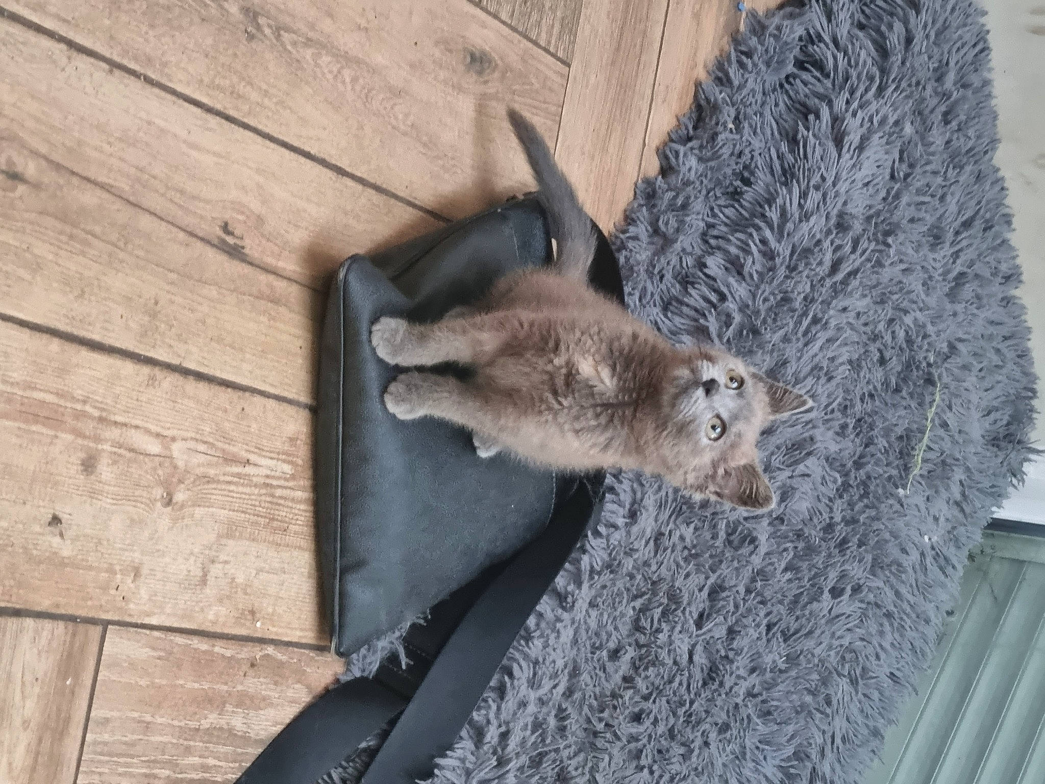 Ticha a rejoint le concours — aidez-le/la à gagner de superbes lots ! fawn, fur, hardwood, marsupial, mustelidae, plank, procyonidae, rodent, snout, tail, terrestrial_animal, virginia_opossum, whiskers, wildlife, wood, wood_stain