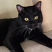 Leon is registered to the contest to win money with this photo: alert, black_cat, cat, close_up, couch, cozy, curious, domestic_cat, ears, feline, fur, green_eyes, indoor, lounging, paw, pet, portrait, relaxed, sisal_post, whiskers