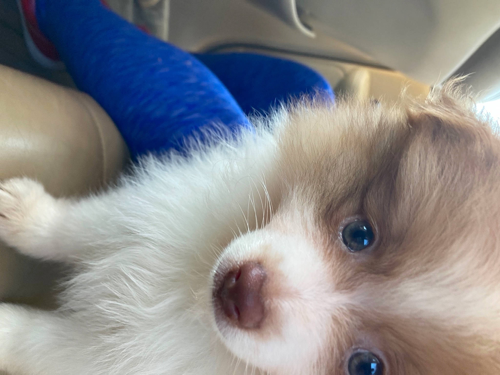 Appa joined the competition — help win amazing prizes! canidae, carnivore, comfort, companion_dog, dog, dog_breed, dog_supply, electric_blue, fawn, fur, maltepoo, non_sporting_group, paw, small_terrier, sporting_group, terrestrial_animal, toy_dog, vertebrate, whiskers, working_animal