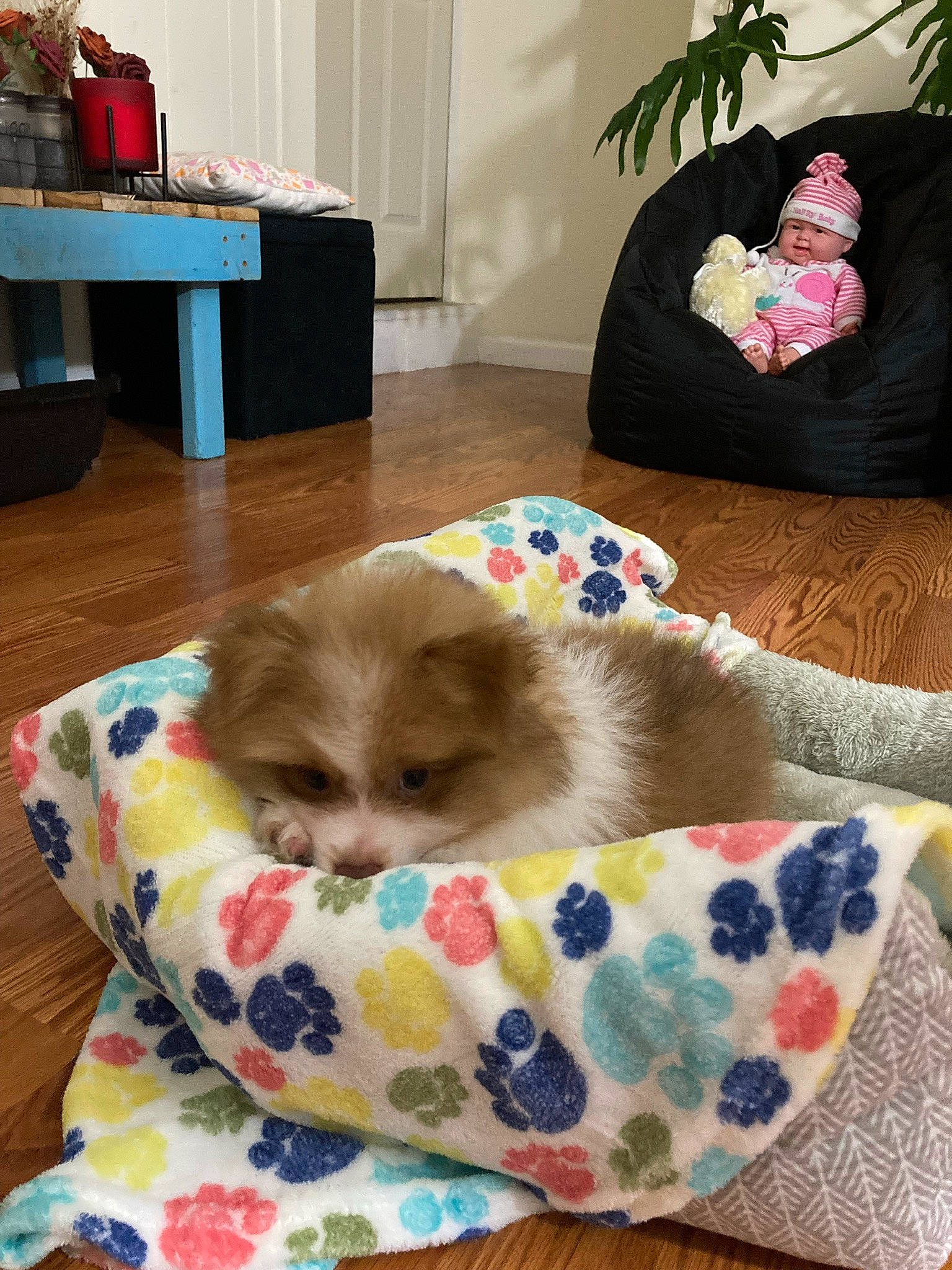 Appa is registered to the contest to win money with this photo: box, carnivore, cat, cat_bed, cat_supply, comfort, companion_dog, fawn, felidae, flooring, fur, hardwood, houseplant, linens, pet_supply, room, small_to_medium_sized_cats, table, whiskers, wood