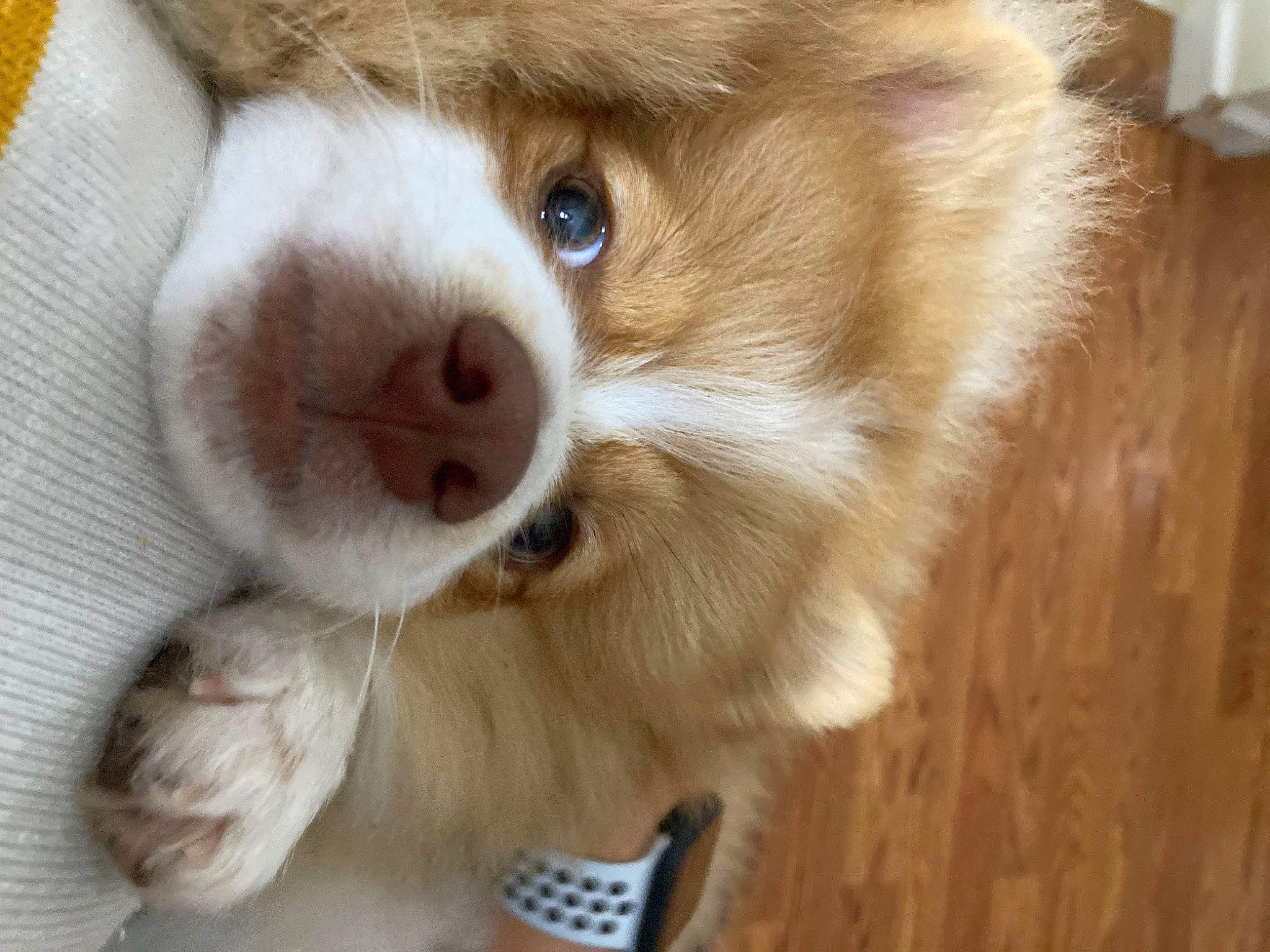 Appa is registered to the contest to win money with this photo: canidae, carnivore, companion_dog, corgi_chihuahua, dog, dog_breed, fawn, flooring, fur, hardwood, liver, snout, sporting_group, terrestrial_animal, toy, varnish, whiskers, wood, wood_stain, working_animal