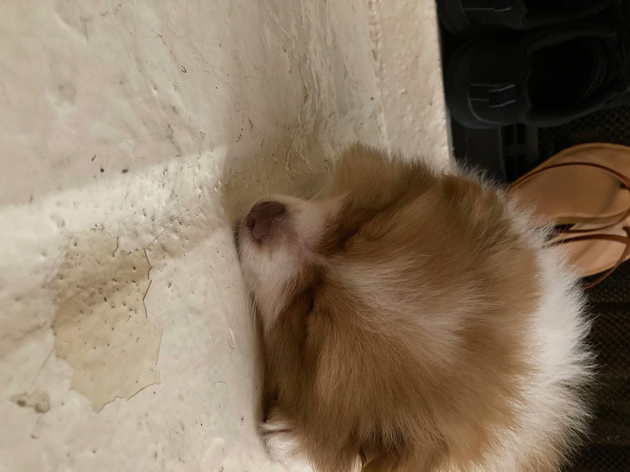 Appa is registered to the contest to win money with this photo: beige, cat, companion_dog, corgi_chihuahua, dog_breed, fawn, felidae, flooring, fur, hardwood, paw, siamese, small_to_medium_sized_cats, sporting_group, tail, whiskers, wood