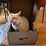 Vasco a rejoint le concours — aidez-le/la à gagner de superbes lots ! cardboard_box, carpet, cat, chair, collar, domestic, fur, headphones, home, indoor, mouth_open, orange_cat, pet, plastic_bag, playful, sitting, table, tool, whiskers, wooden_floor