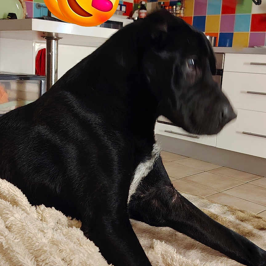 Pinpin a rejoint le concours — aidez-le/la à gagner de superbes lots ! dog, black_dog, blanket, kitchen, tile_floor, colorful_tiles, white_cabinets, pet, indoor, lying_down, floor, fur, canine, animal, domestic_animal, resting, comfort, cozy, heart_eyes_emoji, emoji