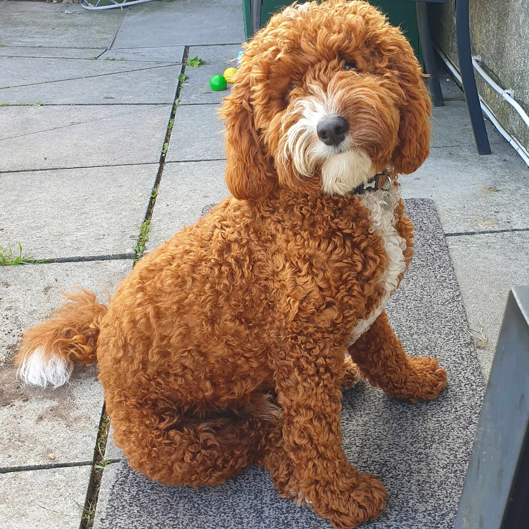 Finnley-Archibald is registered to the contest to win money with this photo: accessories, animal, canine, cockerspaniel, dog, flagstone, grass, path, pet, plant, poodle, pottedplant, puppy, rock, sidewalk, slate, strap, terrier, walkway, whitedog