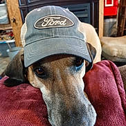 Ranger is registered to the contest to win money with this photo: dog, cap, ford, red_cushion, indoor, brown_dog, resting, pet, animal, close_up, face, fur, ears, home, cozy, furniture, blanket, looking_up, domestic, casual