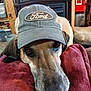 dog, cap, ford, red_cushion, indoor, brown_dog, resting, pet, animal, close_up, face, fur, ears, home, cozy, furniture, blanket, looking_up, domestic, casual