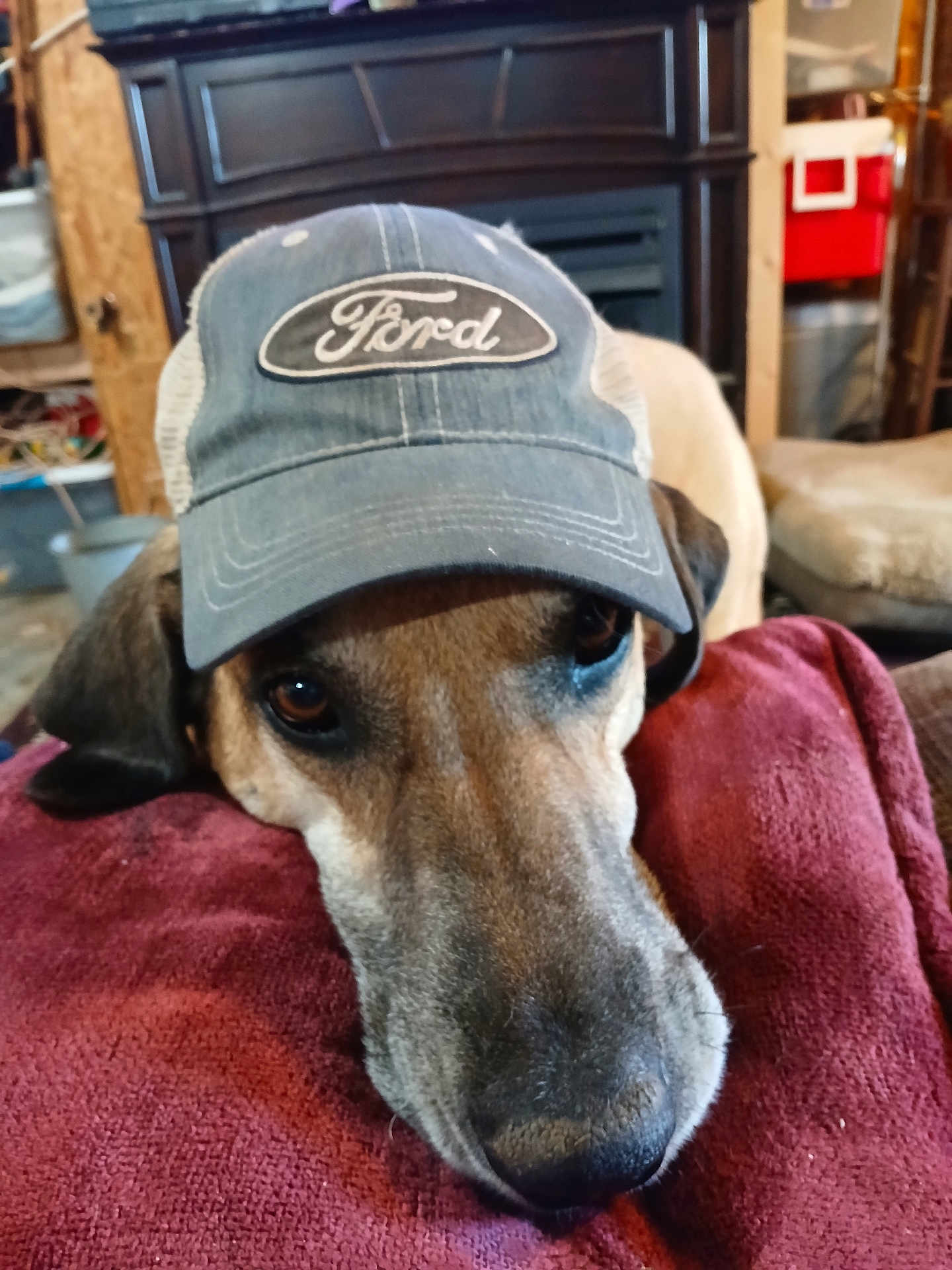 Ranger is registered to the contest to win money with this photo: dog, cap, ford, red_cushion, indoor, brown_dog, resting, pet, animal, close_up, face, fur, ears, home, cozy, furniture, blanket, looking_up, domestic, casual