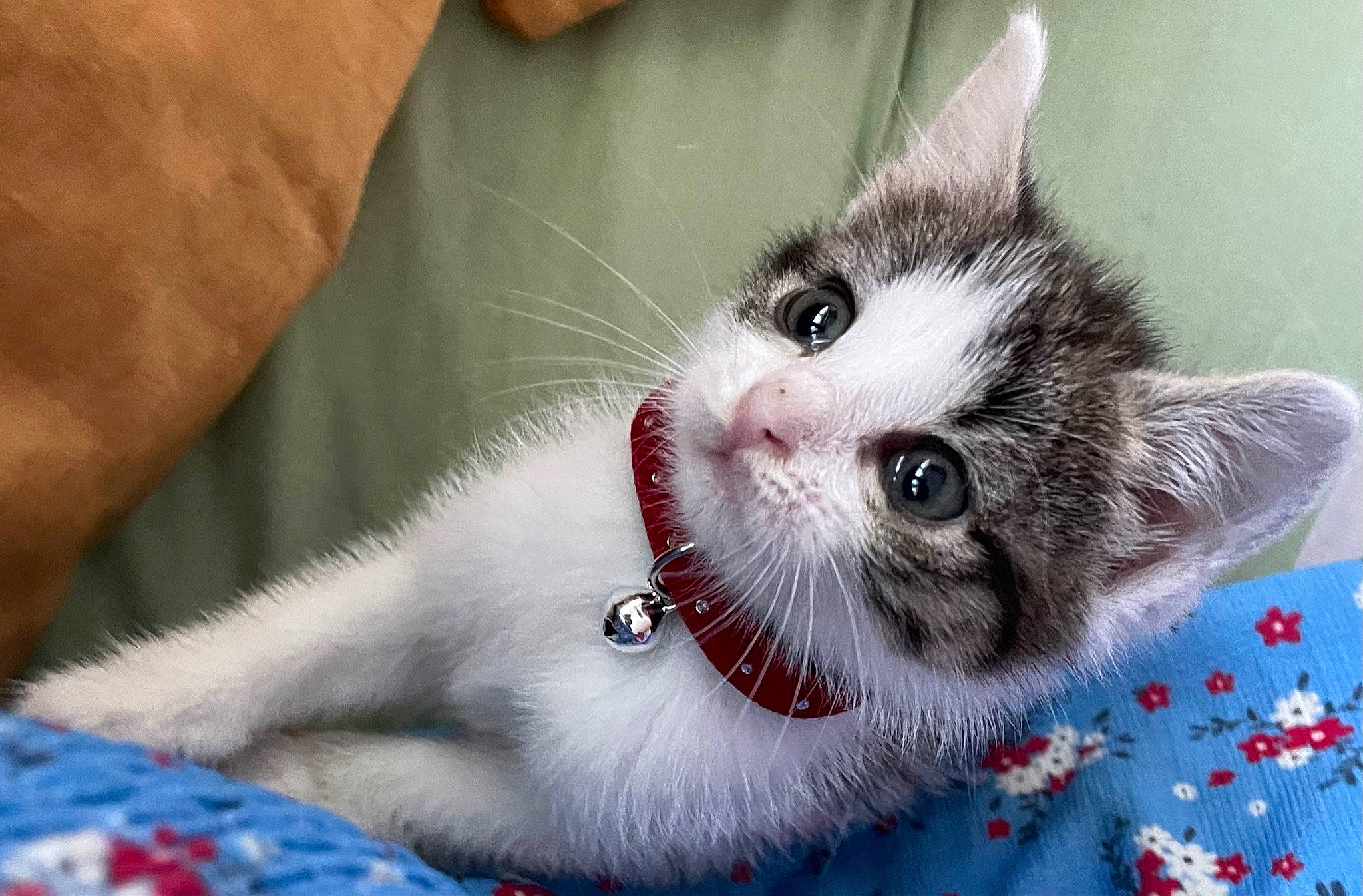 Maia a rejoint le concours — aidez-le/la à gagner de superbes lots ! carnivore, cat, claw, collar, domestic_short_haired_cat, eye, fang, felidae, foot, fur, paw, pet_supply, photo_caption, small_to_medium_sized_cats, snout, tail, whiskers, window