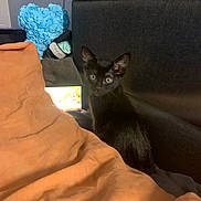 Seven is registered to the contest to win money with this photo: kitten, black_cat, bed, blanket, orange_blanket, headboard, blue_rose_heart, indoor, pet, feline, curious, sitting, furniture, glowing_screen, dark_fur, cozy, domestic, young_animal, soft_light, decor