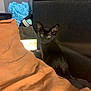 kitten, black_cat, bed, blanket, orange_blanket, headboard, blue_rose_heart, indoor, pet, feline, curious, sitting, furniture, glowing_screen, dark_fur, cozy, domestic, young_animal, soft_light, decor