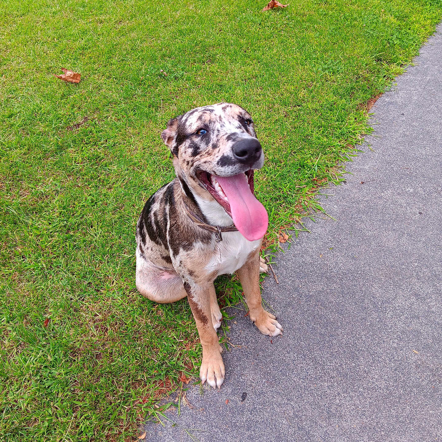 Rooster joined the competition — help win amazing prizes! accessories, animal, bodypart, boxer, bulldog, canine, dog, grass, greatdane, hound, lawn, mouth, person, pet, pitbull, plant, pointer, puppy, strap, tongue