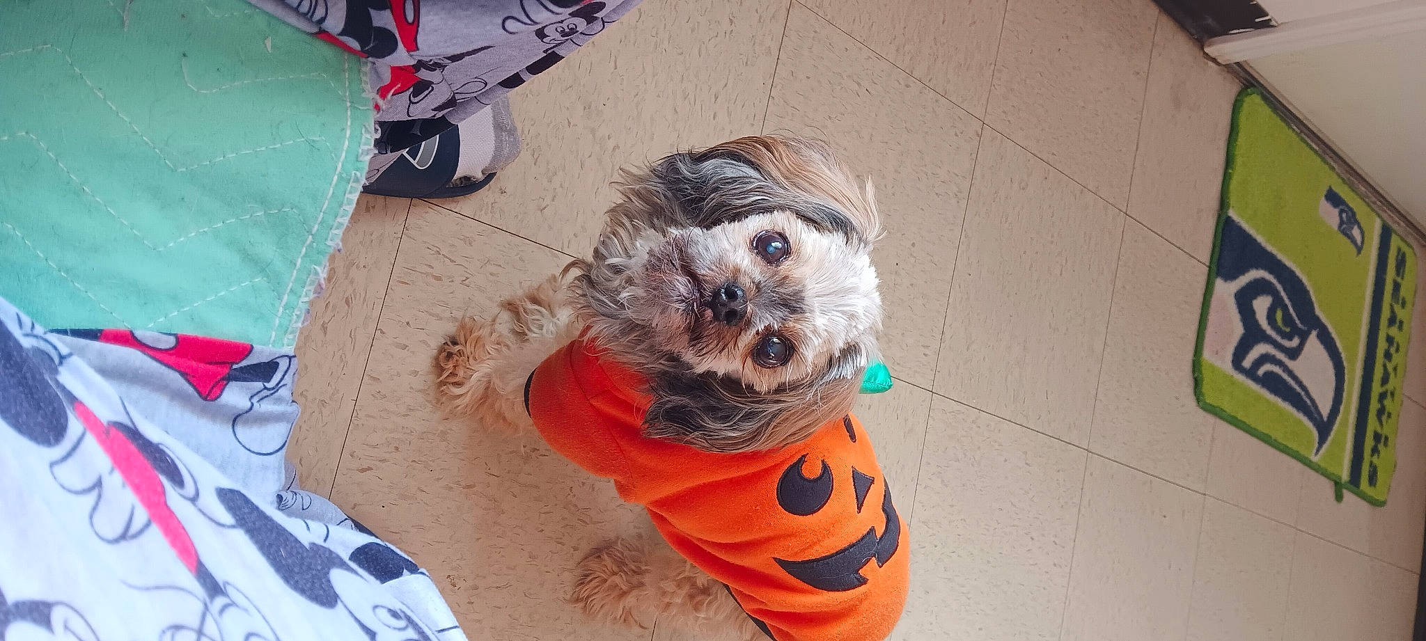 Scooter is registered to the contest to win money with this photo: canidae, carnivore, companion_dog, dog, dog_breed, dog_clothes, dog_supply, eyewear, fawn, flooring, fur, personal_protective_equipment, pet_supply, small_terrier, snout, sporting_group, stuffed_toy, terrier, toy, toy_dog