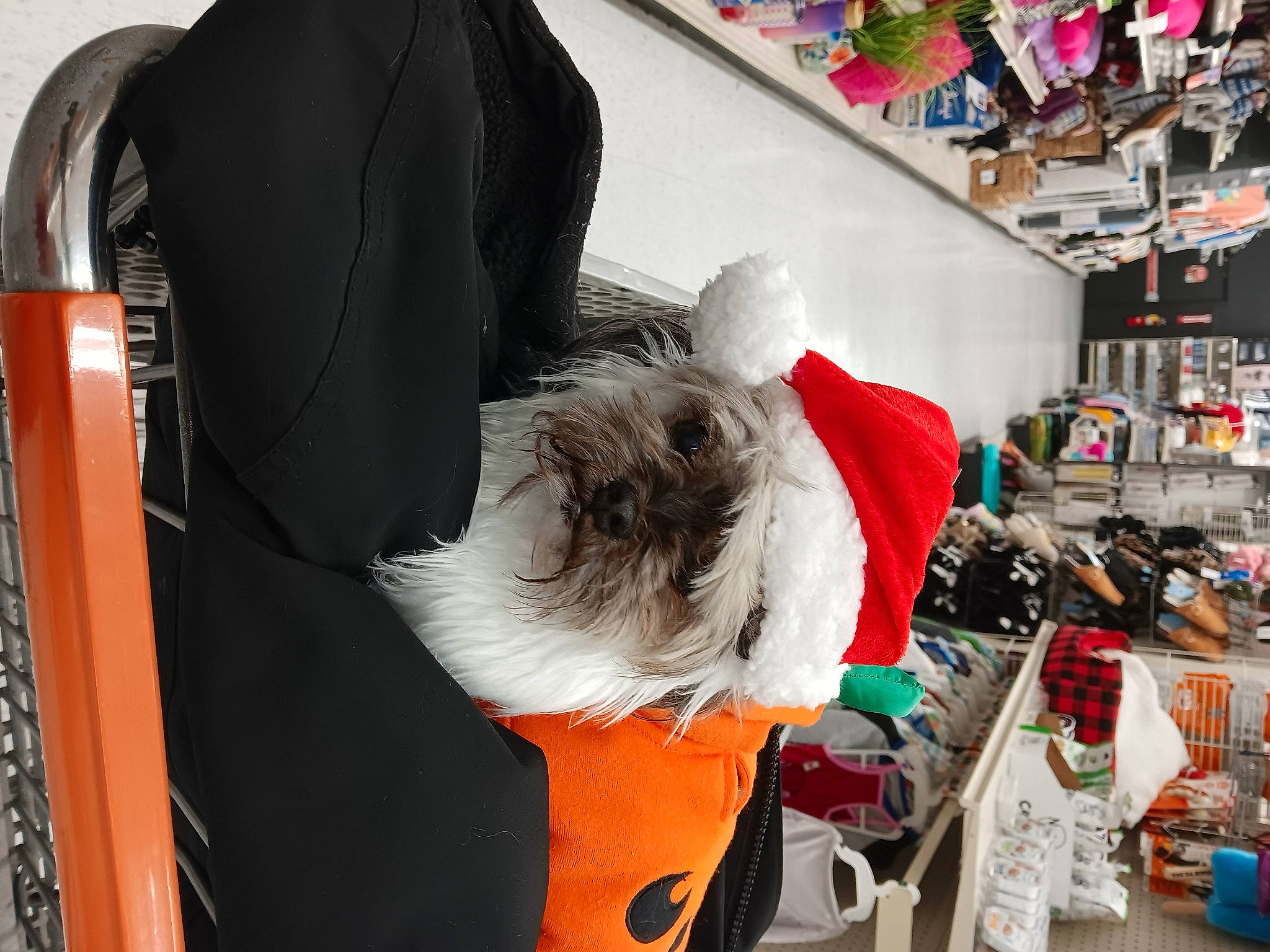 Scooter joined the competition — help win amazing prizes! bag, canidae, carmine, carnivore, closet, companion_dog, costume, dog, dog_breed, dog_clothes, dog_supply, event, fashion_accessory, fur, pet_supply, retail, shelf, small_terrier, sporting_group, toy_dog