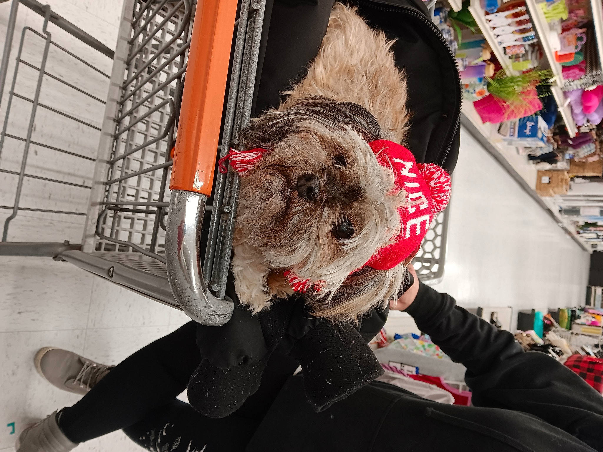 Scooter joined the competition — help win amazing prizes! canidae, carnivore, collar, comfort, companion_dog, dog, dog_breed, dog_clothes, dog_collar, dog_supply, fashion_accessory, fawn, fur, leash, pet_supply, publication, snout, sporting_group, toy_dog, working_animal