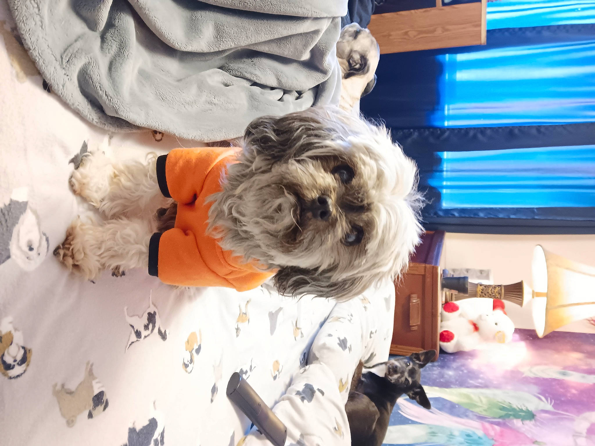 Scooter joined the competition — help win amazing prizes! bag, child, comfort, companion_dog, dog_breed, dog_clothes, fun, fur, linens, pattern, room, small_terrier, stuffed_toy, sunglasses, toy, toy_dog, tree, winter