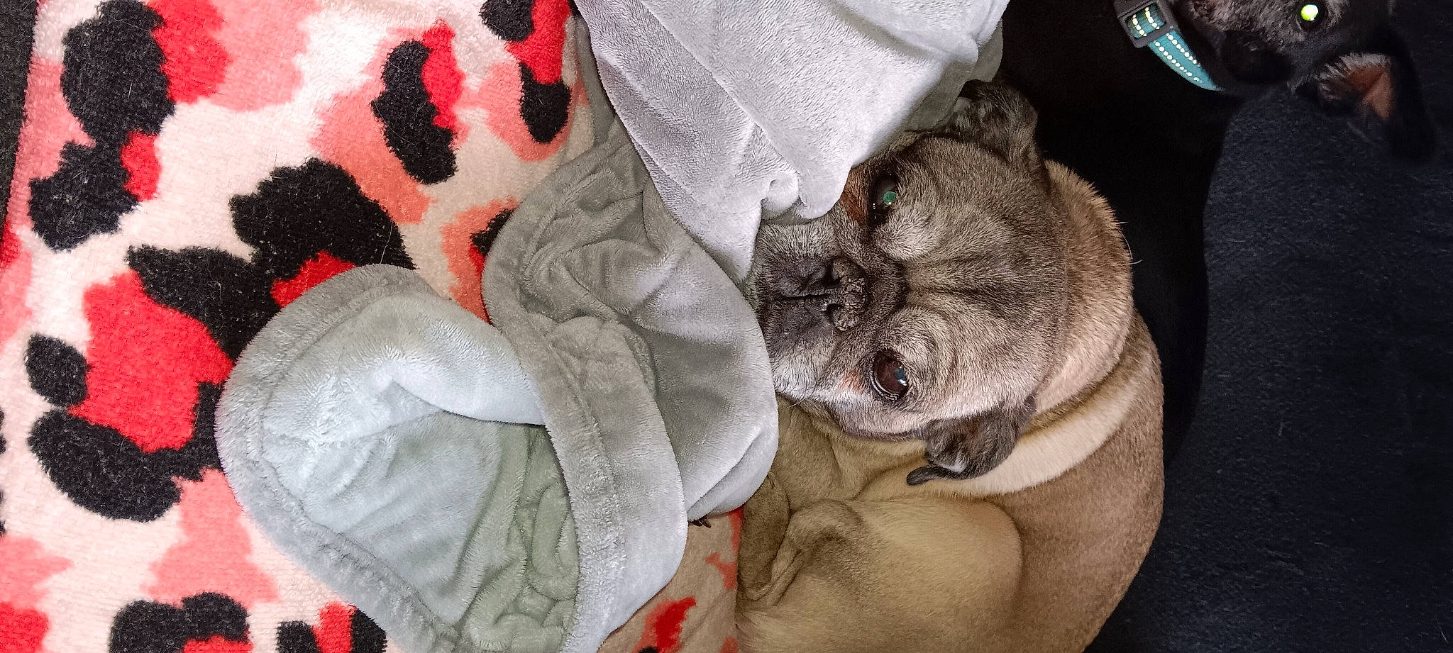 Jessica is registered to the contest to win money with this photo: baby_toddler_clothing, canidae, carmine, carnivore, comfort, companion_dog, dog_breed, domestic_short_haired_cat, fawn, felidae, fur, grey, linens, nap, pattern, paw, sleeve, small_to_medium_sized_cats, whiskers, wrinkle