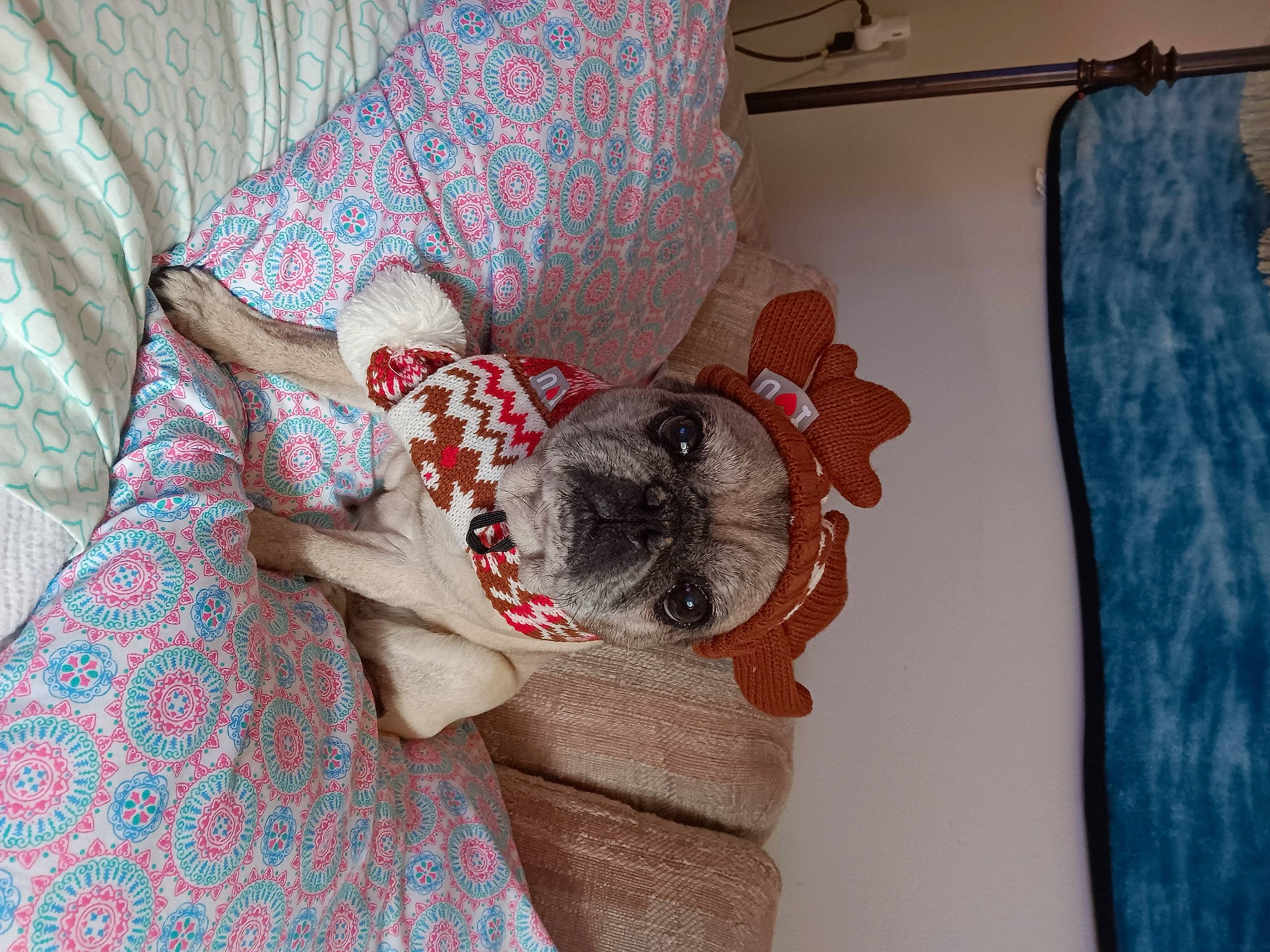 Jessica joined the competition — help win amazing prizes! bedding, carmine, carnivore, comfort, companion_dog, couch, dog, dog_breed, dog_supply, dress, fawn, flooring, grey, linens, pattern, plaid, room, tartan, toy_dog, wood