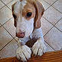 dog, puppy, beagle, paws, nose, eyes, tile_floor, wooden_table, looking_up, pet, indoor, portrait, whiskers, ears, close_up, begging, claws, brown_and_white, cute, domestic_animal