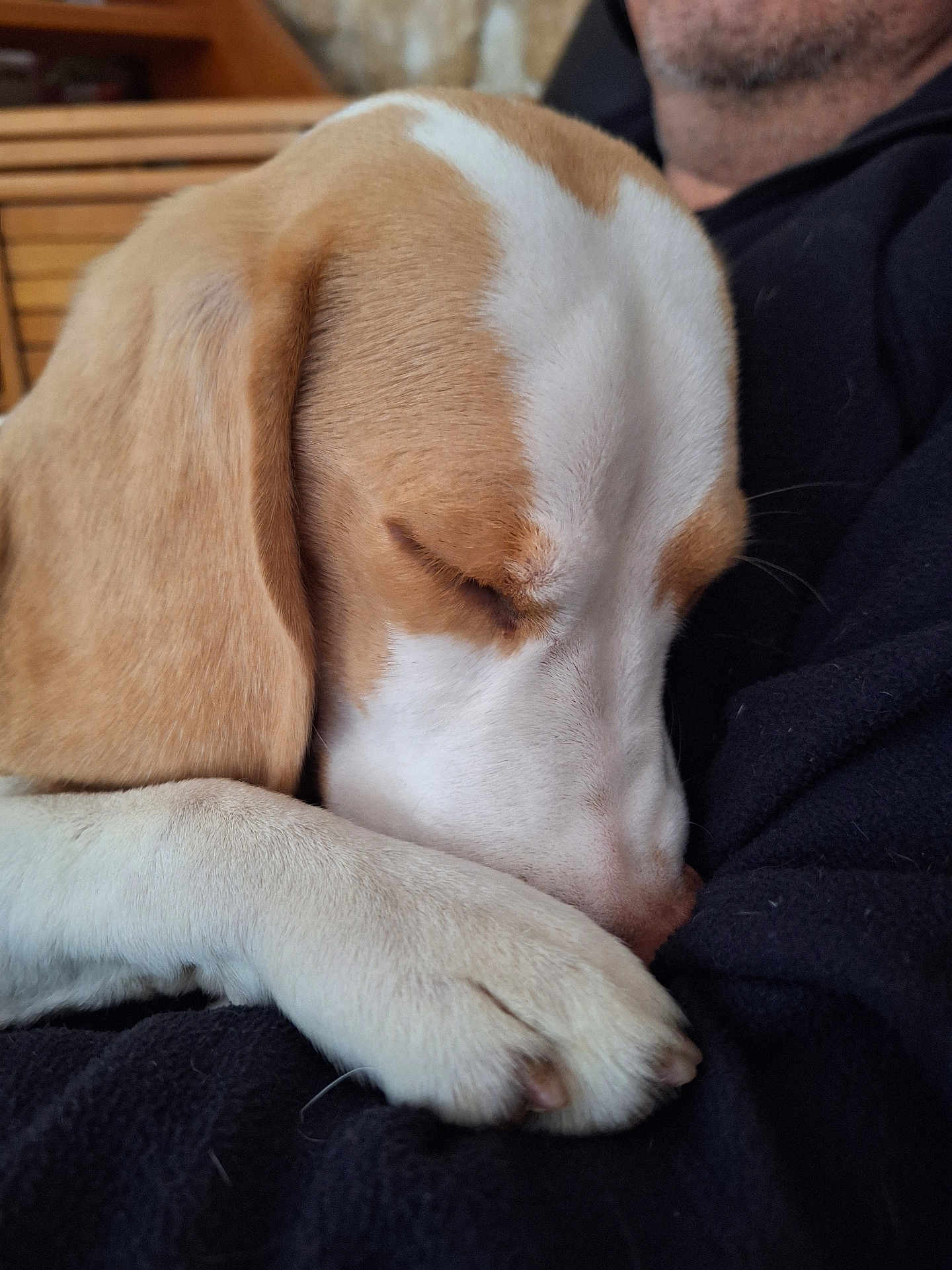 Anaya participe au concours pour gagner de l'argent avec cette photo : dog, beagle, sleeping, paw, snout, ear, fur, pet, closeup, portrait, indoor, lap, human_partial, cozy, nap, companion, furniture, wooden_background, stubble, blanket