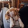 dog, puppy, sleeping, paws, lap, grey_sweatpants, indoor, living_room, furniture, shelf, shoes, cozy, pet, close_up, portrait, brown_and_white, ears, nose, relaxed, soft_lighting