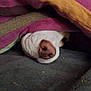 Anaya participe au concours pour gagner de l'argent avec cette photo : dog, dog_nose, snout, blanket, bedding, striped_blanket, purple, orange, green, cozy, pet, sleeping, under_blanket, close_up, fur, nose_closeup, home_interior, fabric, bed, eye_peek