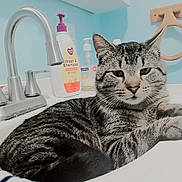 Coconut is registered to the contest to win money with this photo: cat, tabby_cat, sink, bathroom, faucet, soap, dispensers, wall, relaxed, pet, animal, fur, whiskers, ears, domestic_animal, gray, striped, resting, closeup, indoor