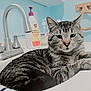 cat, tabby_cat, sink, bathroom, faucet, soap, dispensers, wall, relaxed, pet, animal, fur, whiskers, ears, domestic_animal, gray, striped, resting, closeup, indoor