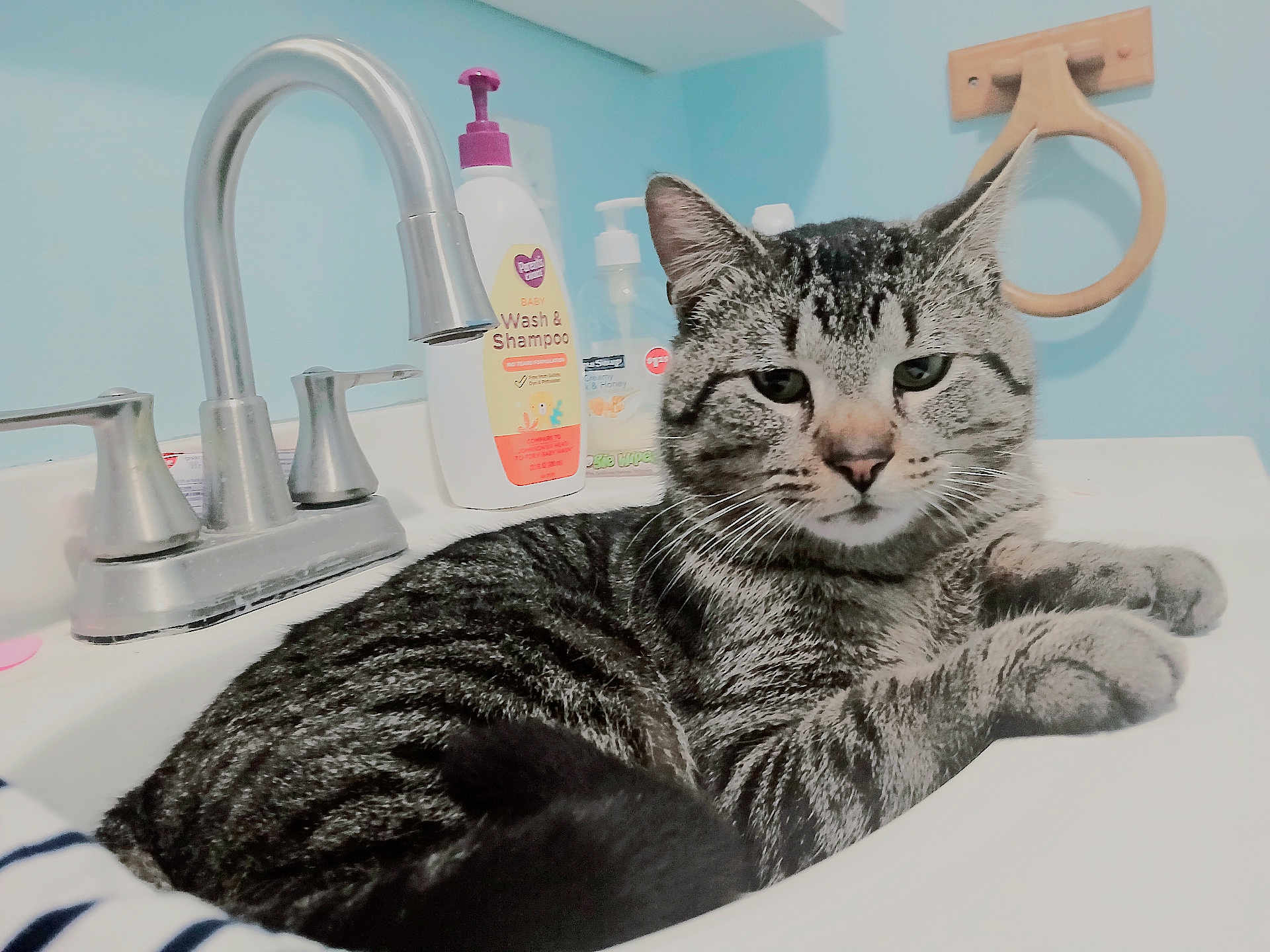 Coconut is registered to the contest to win money with this photo: cat, tabby_cat, sink, bathroom, faucet, soap, dispensers, wall, relaxed, pet, animal, fur, whiskers, ears, domestic_animal, gray, striped, resting, closeup, indoor