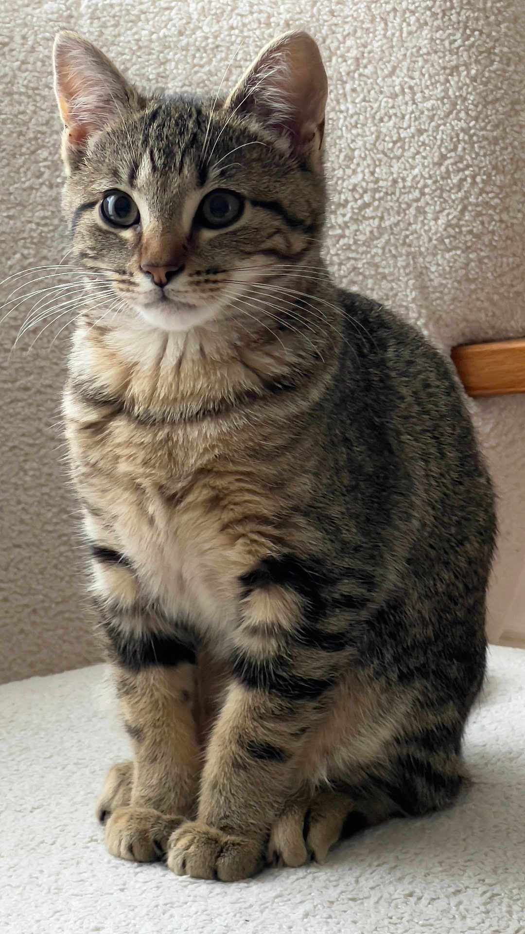 Kaly participe au concours pour gagner de l'argent avec cette photo : cat, kitten, tabby, sitting, feline, whiskers, ears, fur, cute, pet, animal, indoor, closeup, portrait, young, tabby_stripes, paws, alert, soft_texture, curious
