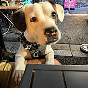 Patch a rejoint le concours — aidez-le/la à gagner de superbes lots ! dog, puppy, pet, animal, portrait, close_up, curious, brown_and_white, floppy_ears, harness, collar, nose, eyes, outdoor, restaurant, patio, people, table, food, sign