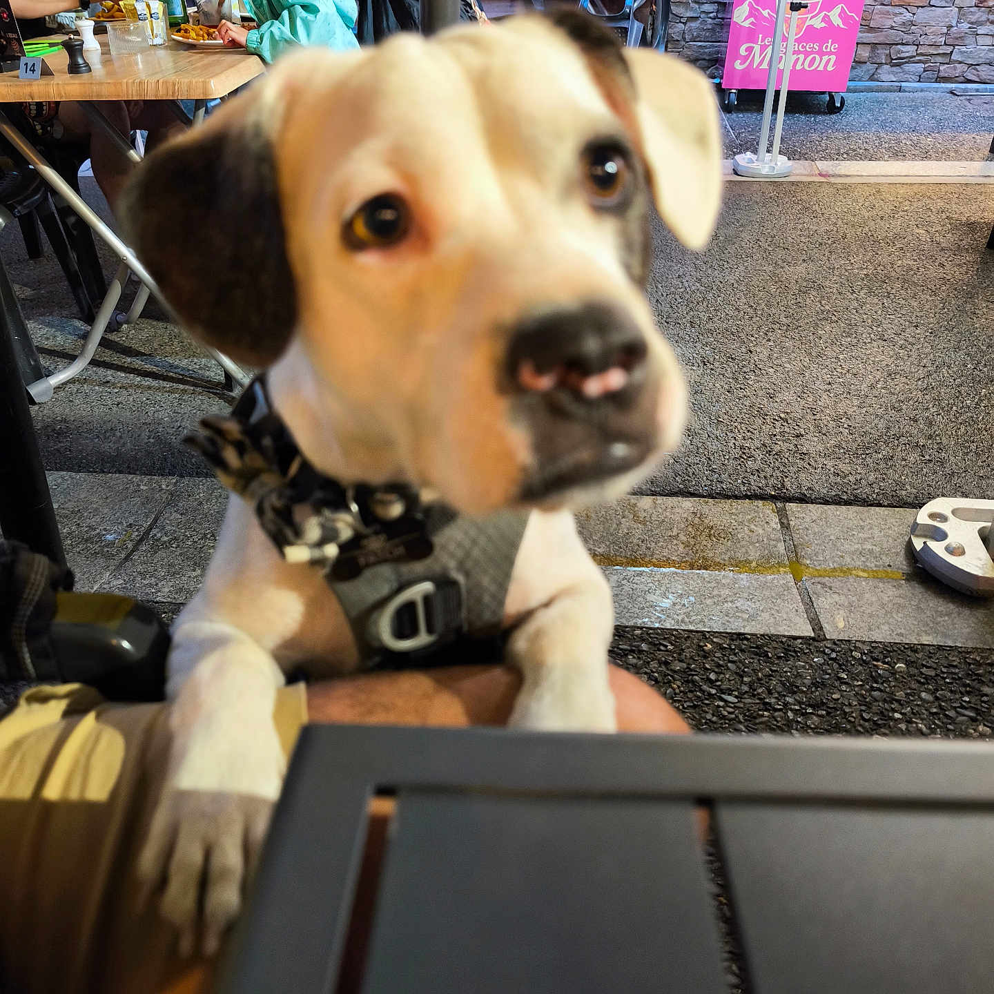 Patch a rejoint le concours — aidez-le/la à gagner de superbes lots ! dog, puppy, pet, animal, portrait, close_up, curious, brown_and_white, floppy_ears, harness, collar, nose, eyes, outdoor, restaurant, patio, people, table, food, sign