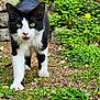 Boomie is registered to the contest to win money with this photo: cat, tuxedo_cat, feline, pet, close_up, outdoor, grass, clover, stone_wall, yellow_flower, walking, paw, whiskers, eyes, mouth_open, ground, nature, greenery, portrait, curious