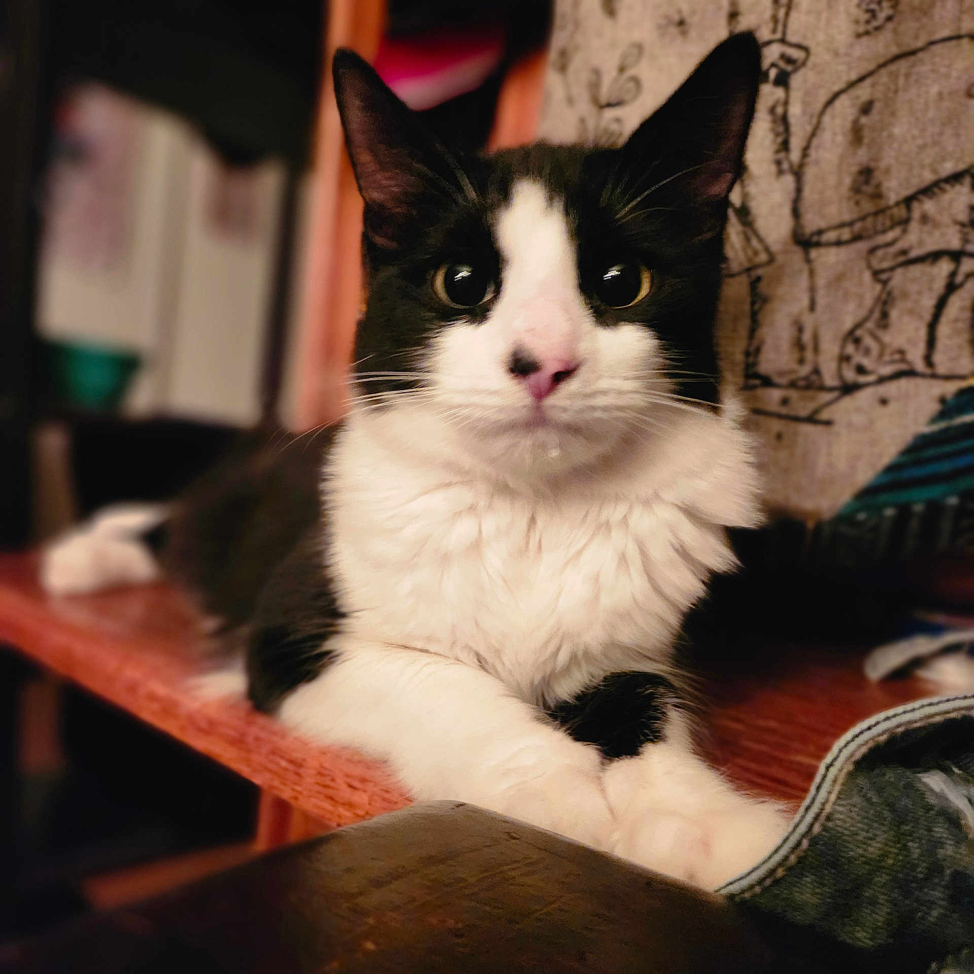 Boomie is registered to the contest to win money with this photo: cat, tuxedo_cat, pet, portrait, close_up, whiskers, paws, indoor, wooden_surface, cushion, curious, wide_eyes, black_and_white, fur, ears, pink_nose, table, relaxed, shelf, cozy
