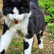 Boomie joined the competition — help win amazing prizes! cat, black_and_white_cat, feline, whiskers, tongue_out, close_up, walking, paws, fur, outdoor, grass, rocks, dirt, playful, pet, domestic_cat, motion_blur, midstride, nose, portrait