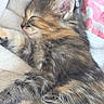 adorable, blanket, brown_fur, cat, closed_eyes, cozy, cute, ears, fluffy, indoor, kitten, long_hair, nose, paw, pet, relaxed, sleeping, striped_fur, tabby, whiskers
