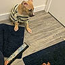 puppy, dog, striped_shirt, baby, child, blue_rug, wooden_floor, door, indoor, curly_hair, hand, object, corner, wall, flooring, pet, child_playing, curious, home, casual
