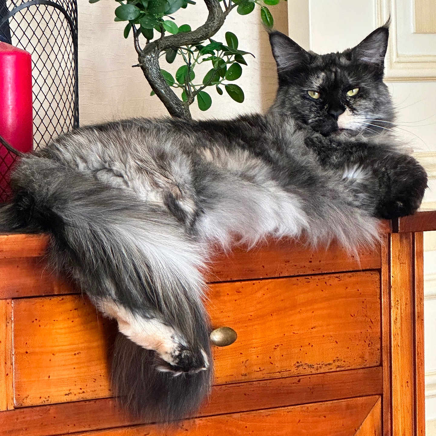 Nala