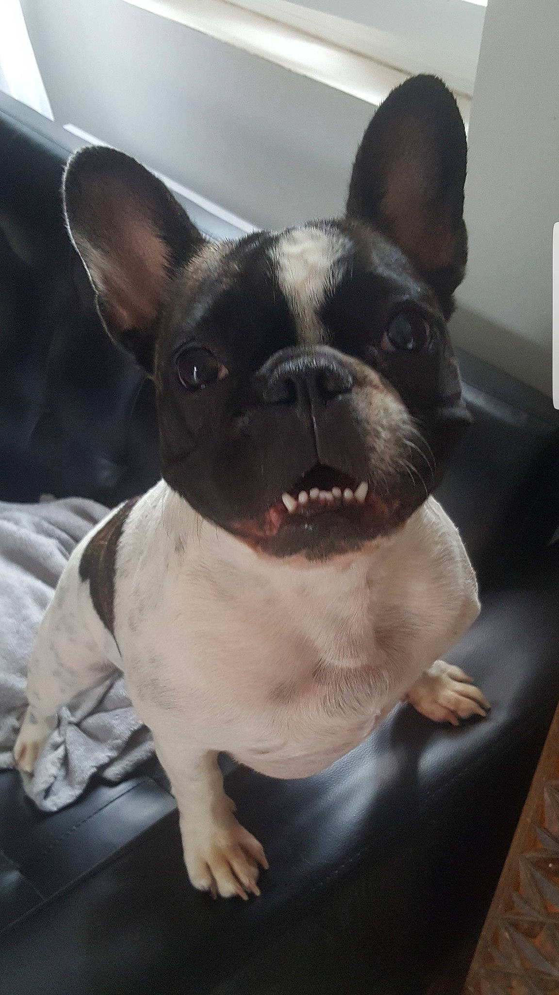 Maïlys a rejoint le concours — aidez-le/la à gagner de superbes lots ! boston_terrier, bulldog, canidae, carnivore, comfort, companion_dog, dog, dog_breed, ear, eye, fawn, french_bulldog, non_sporting_group, snout, sporting_group, terrestrial_animal, toy_dog, vertebrate, whiskers, working_animal