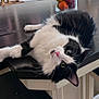 cat, black_and_white, fluffy, table, wooden_table, indoor, pet, relaxed, curious, green_eyes, feline, whiskers, pink_nose, fur, domestic_animal, home, glass_container, colorful_objects, close_up, laying_down