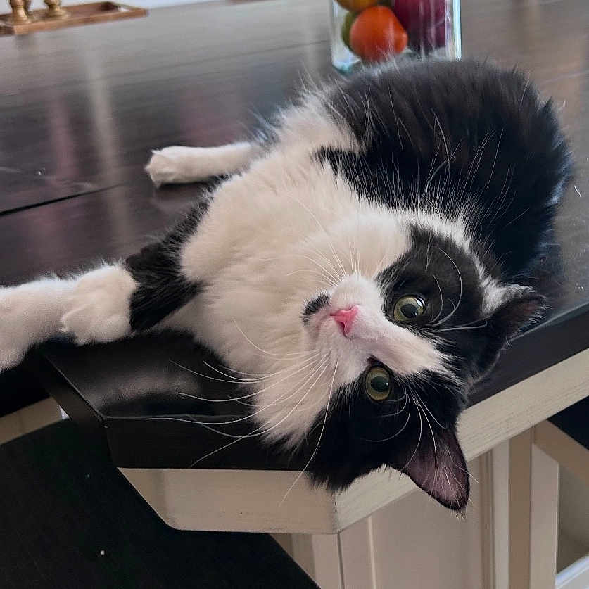 Willow is registered to the contest to win money with this photo: black_and_white, cat, close_up, colorful_objects, curious, domestic_animal, feline, fluffy, fur, glass_container, green_eyes, home, indoor, laying_down, pet, pink_nose, relaxed, table, whiskers, wooden_table